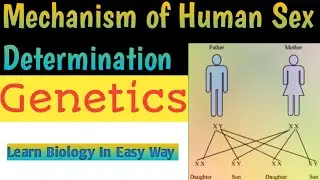 Sex Determination in Human | Principles of Inheritance and Variation | Genetics #biology