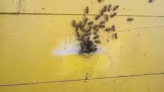 Облет пчел. Волновое воздействие полета пчел на человека