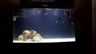 Bow Front Aquarium Custom Build