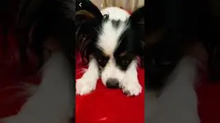 Красота папийона♥️ #папийон #papillondog #папильон