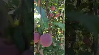 слива # сливарусская