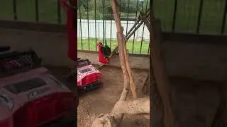 Енотьи забавы) енот-полоскун и качель. 