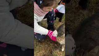 Басики в деревне встретили котика и коровку.  