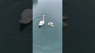 Swan and Her Babies