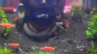 Low Budget Planted Aquarium