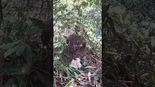 Honey Buzzard's family, Eagle Mom feeds her child, Eagle Dad goes out to search for food蜂鹰的一家 #birds
