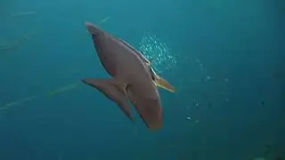 Diving Thailand Sail Rock 29 May 2023 Underwater video