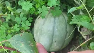 Melons #oraganic #garden