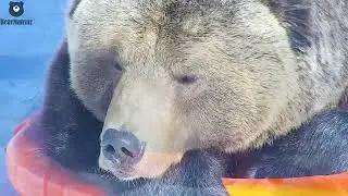 Сонный мишка🐻💤/Bear Mansur