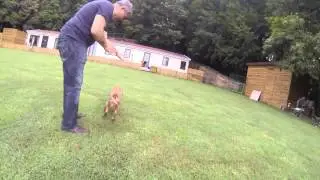 Mutlu Köpek Hoteli Badi