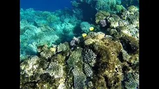 Египет Март 2019 под водой | Рыбки Красное море | Мурена