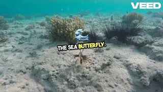 Unraveling the Sea Butterfly Mystery | Did You Know