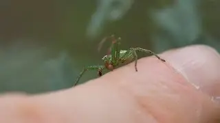 Green Spider on my Finger
