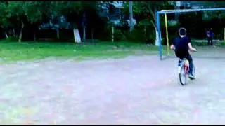 Медведь сука в цирке