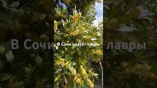 Видели как цветет #лавр?