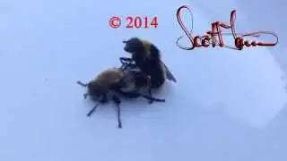 Bee Sex