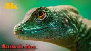 4k animal video episode 2