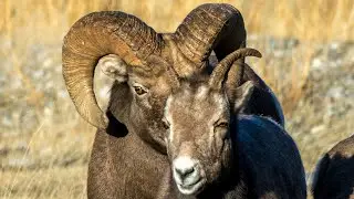 Canadian Rockies Ram Battle for Mating Rights