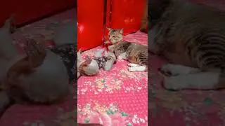 Popo lagi becanda sama bubu