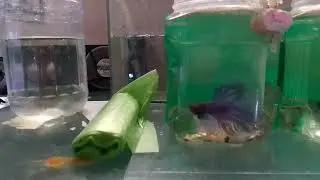 Alın size BETA ÜRETİM SERİSİ 🤩 Bölüm 1