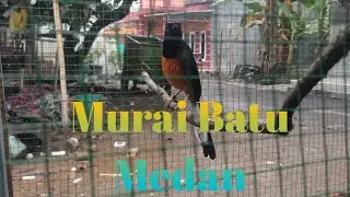 murai batu medan