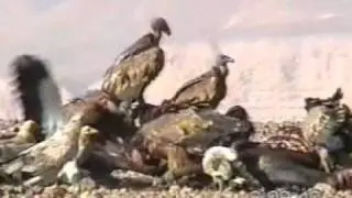 נשר ורחם אוכלים