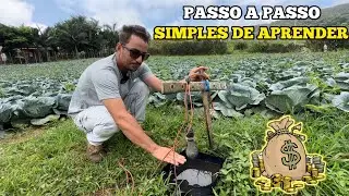 COMO PLANTAR REPOLHO DO JEITO CERTO✅ NÃO PLANTE ANTES DE VER ESSE VÍDEO