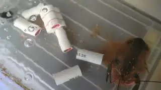 [Doc] 20 days old (±1cm) fresh water lobster
