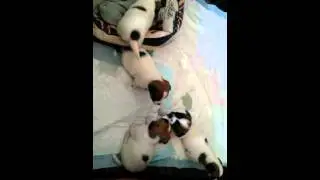 Забавные щенки