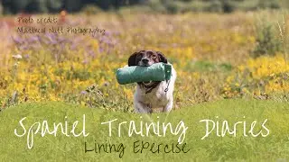 Gundog Training - Lining Exercise (the wagon wheel)