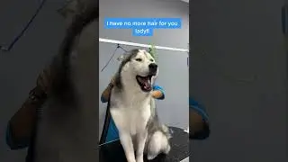 Husky Drama queen is back!!  