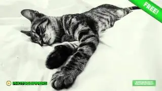 Free Photos! Lovely Cat on Bed | Quality Creative Commons Photography!