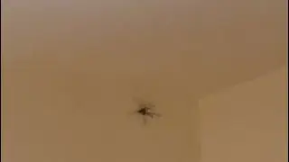 The Boys Vanquish Aragog