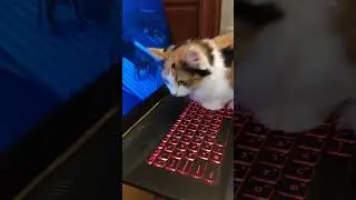 Киса залила в компе #жизнькота #cat #приколыскотами