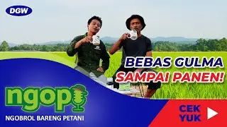CARA CEPAT BASMI GULMA PADA TANAMAN PADI - NGOPI #8