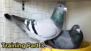 Racing Pigeons training in Pakistan | Part 3