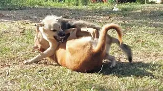 Dog boy Vs Dog boy PlayLaugh