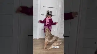 Постой! Можно я с тобой???!!!!) Американские булли Лерой и Мия