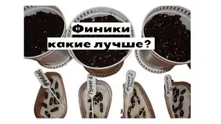 Финиковая пальма. Какие лучше финики.