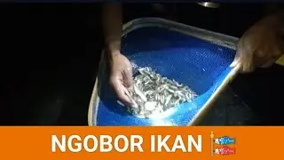 NGOBOR IKAN[] #bassfishing #fish #fishing #alam #ikan #jalaikan #petualang #menyenangkan #viral