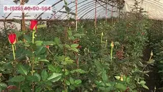 Роза Катерина