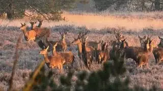 Grote roedel herten op de heide tijdens gouden zonsopkomst.