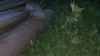 Ам жалау ❤️ ақ түрси қайда достар