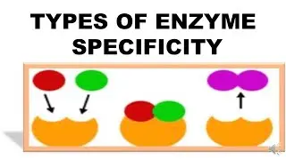 TYPES OF ENZYME  SPECIFICITY