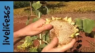 How to...Harvest and Eat Sunflower Seeds