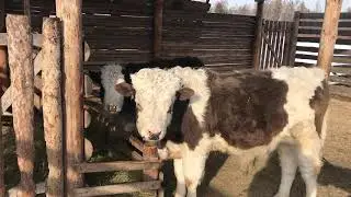 Поместье Масловых Республика Бурятия, Заиграевский район (ч.1)