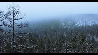 Медведь 