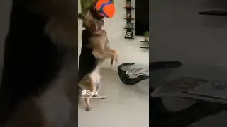 GSD Jakku catching a football with his mouth.