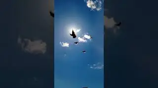Николаевские голуби Крым.