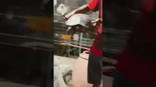 Live turtle meat for sale at the outdoor meat market food in Vietnam - thịt rùa sống bày bán